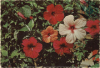 The Sunny Caribbean. Beautiful Tropical Hibiscus (Postcard, ca. 1966)
