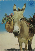 The Sunny Caribbean. Native donkey (Postcard, ca. 1966)