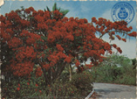 The Sunny Caribbean. The Royal Poinciana, Colorful Tropical Splendor (Postcard, ca. 1966)