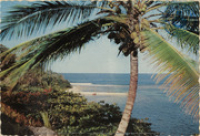 The Sunny Caribbean. Tropical splendor in the Caribbean (Postcard, ca. 1966)