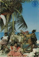 The sun-kissed Caribbean. Picking tropical coconuts (Postcard, ca. 1968)