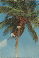 The sunny Caribbean. Picking coconuts in tropical grove (Postcard, ca. 1968)