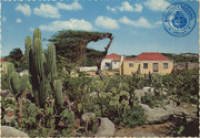 Cactus field with typical country houses, Aruba (Postcard, ca. 1969)