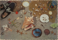 The Sunny Caribbean (Postcard, ca. 1969) This beautiful collection of shells, coral, and other treasures of the sea, is an example of a few of the many varieties found along our unspoiled tropical beaches.