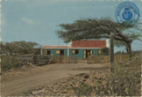 Typical Aruban country view ('cunucu') with 'cunucu house' and divi divi tree (Postcard, ca. 1970)