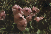 Flowers of the West Indies. Morning Glory Bush (Postcard, ca. 1972)