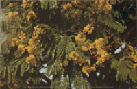 Flowers of the West Indies. Flamboyan Amarillo, Yellow Flamboyant (Postcard, ca. 1972)