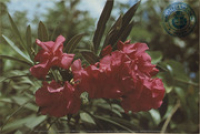 Flowers of the West Indies. Pink Oleander (Postcard, ca. 1972)