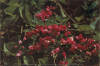 Flowers of the West Indies. Bellisima (Postcard, ca. 1975)