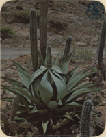 Deformed by nature, this is a very rare sight of sisal plant (Postcard, ca. 1976)