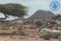 Aruba's Natural Beauty: Countryside with Divi Divi tree and Hooiberg, Aruba (Postcard, ca. 1980-1986)