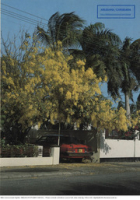 Aruba, Netherlands Antilles. A Blooming tree in the city of Oranjestad (Postcard, ca. 1980-1986) Laburnum anagyroides; Golden Rain