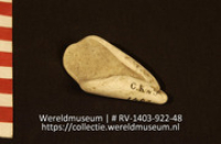 Lepel of schaal (Collectie Wereldmuseum, RV-1403-922-48)