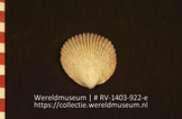 Lepel of schaal (Collectie Wereldmuseum, RV-1403-922-e)