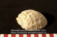 Schelp (Collectie Wereldmuseum, RV-2049-1351)