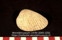 Schelp (Collectie Wereldmuseum, RV-2049-1356)