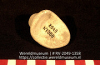 Schelp (Collectie Wereldmuseum, RV-2049-1358)