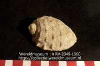 Schelp (Collectie Wereldmuseum, RV-2049-1360)