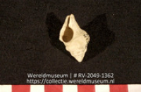 Schelp (Collectie Wereldmuseum, RV-2049-1362)