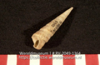 Schelp (Collectie Wereldmuseum, RV-2049-1364)