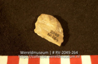 Schelp (Collectie Wereldmuseum, RV-2049-264)
