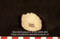 Schelp (Collectie Wereldmuseum, RV-2049-265)