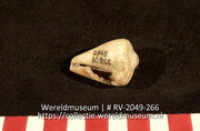 Schelp (Collectie Wereldmuseum, RV-2049-266)