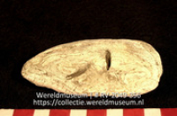 Werktuig van schelp (Collectie Wereldmuseum, RV-2049-356)
