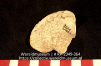 Schelp (Collectie Wereldmuseum, RV-2049-364)