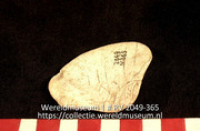 Schelp (Collectie Wereldmuseum, RV-2049-365)