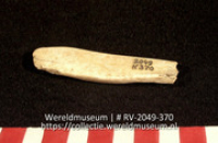 Schelp (Collectie Wereldmuseum, RV-2049-370)