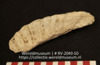 Werktuig van schelp (Collectie Wereldmuseum, RV-2049-50)