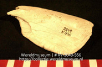 Werktuig van schelp (Collectie Wereldmuseum, RV-2049-556)