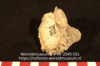 Schelp; Zemi?; Schelp (Collectie Wereldmuseum, RV-2049-591)