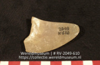 Schelp (Collectie Wereldmuseum, RV-2049-610)