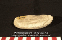 Schelp (fragment) (Collectie Wereldmuseum, RV-3637-3)