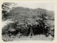 Serie C.H. De Goeje, album (1/4); Reis naar de Nederlandse Antillen en Suriname; reisfoto; Een Intsjoe-boom (ijzerhout) te Albertina op het eiland Curacao (Collectie Wereldmuseum, RV-A115-1-37), De Goeje, C.H.