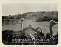 Serie C.H. De Goeje, album (1/4); Reis naar de Nederlandse Antillen en Suriname; reisfoto; Struisvogelpark te Albertine op het eiland Curacao (Collectie Wereldmuseum, RV-A115-1-38), De Goeje, C.H.