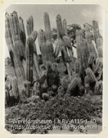 Serie C.H. De Goeje, album (1/4); Reis naar de Nederlandse Antillen en Suriname; reisfoto; Kandelaber-cactussen nabij het kerkje te Janwe op het eiland Curacao met aan de voet bloeiende Anglo (Collectie Wereldmuseum, RV-A115-1-40), De Goeje, C.H.
