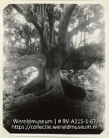 Serie C.H. De Goeje, album (1/4); Reis naar de Nederlandse Antillen en Suriname; reisfoto; Een pokhoutboom op de plantage Hato op Curacao (Collectie Wereldmuseum, RV-A115-1-67), De Goeje, C.H.