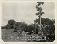Serie C.H. De Goeje, album (1/4); Reis naar de Nederlandse Antillen en Suriname; reisfoto; Landschap op het eiland Curacao met een bloeiende Agave en catussen op de voorgrond (Collectie Wereldmuseum, RV-A115-1-74), De Goeje, C.H.