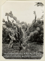 Serie C.H. De Goeje, album (1/4); Reis naar de Nederlandse Antillen en Suriname; reisfoto; Landschap met cactus Spaanse Juffer, een gele bloem dragend (Collectie Wereldmuseum, RV-A115-1-77), De Goeje, C.H.