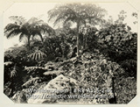 Serie C.H. De Goeje, album (2/4); Reis naar de Nederlandse Antillen en Suriname; reisfoto; Vegetatie op een helling van The Mountain op het eiland Saba (Collectie Wereldmuseum, RV-A115-2-46), De Goeje, C.H.