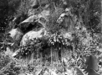 Saba. Steile wand bij Devils hand. Aroidea Wild manxmea varens; Een steile rotswand met vegetatie (Collectie Wereldmuseum, TM-10021135)