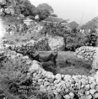 Potstal te Windwardside. Saba; Een open koeienstal in de buitenlucht bedekt met hooi met daarin een koe en twee kippen (Collectie Wereldmuseum, TM-10021153)