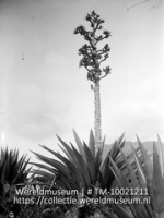 St Eustatius. Pita trankera. Agave-achtige plant. No 437 in de stad; Een boom en agave achtige planten op Sint Eustatius (Collectie Wereldmuseum, TM-10021211)