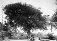 St Eustatius. Tamarinde en Knippenboom bij het huis van de fam. Hill; Een grote Tamarinde boom op het erf van een familie (Collectie Wereldmuseum, TM-10021215)