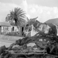 Een ezel vast gezet aan een boomstronk; St Eustatius. Ezeltje, het transportmiddel van de landbouwers van St. Eustatius (Collectie Wereldmuseum, TM-10021216)