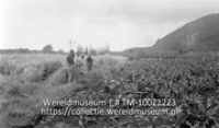 Een veld met diverse soorten gekweekte planten en grassen geobserveerd door een aantal mannen; St. Eustatius. Concordia; veldjes met Guinea grass en arrowroot (rechts) (Collectie Wereldmuseum, TM-10021223)