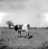 Een jonge koe op een weiland; Boerderij deJong op St. Eustatius. Kalf van 14,5 maand; vader zuiver Fries, moeder Creools (Collectie Wereldmuseum, TM-10021225)